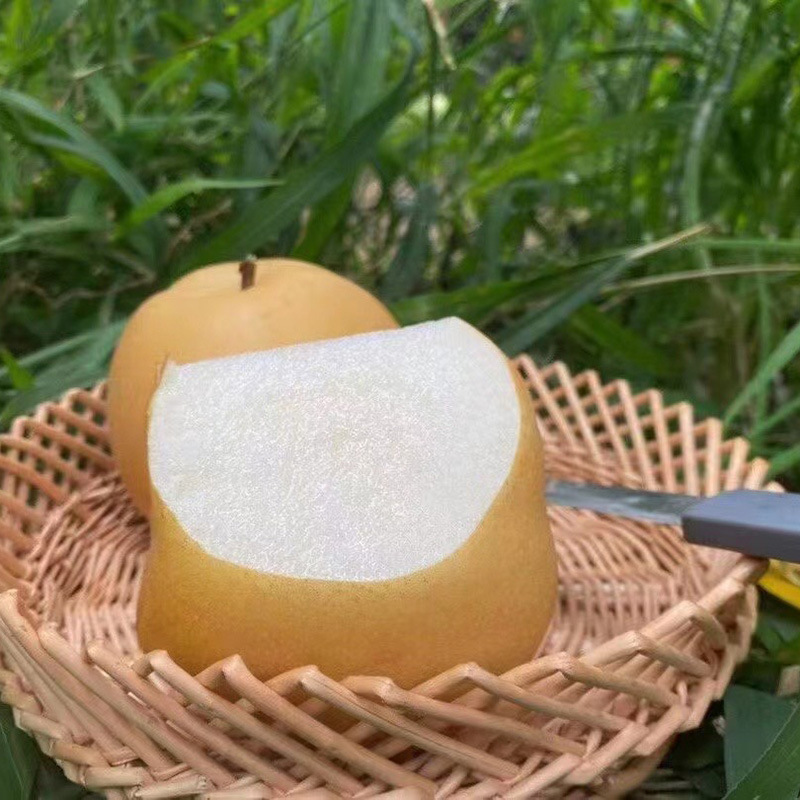 Shandong Qiuyue Pear Gift Box 2.5kg Seasonal Fresh Fruit Crisp Sweet Pears Rock Sugar Pears Wholesale and Delivery