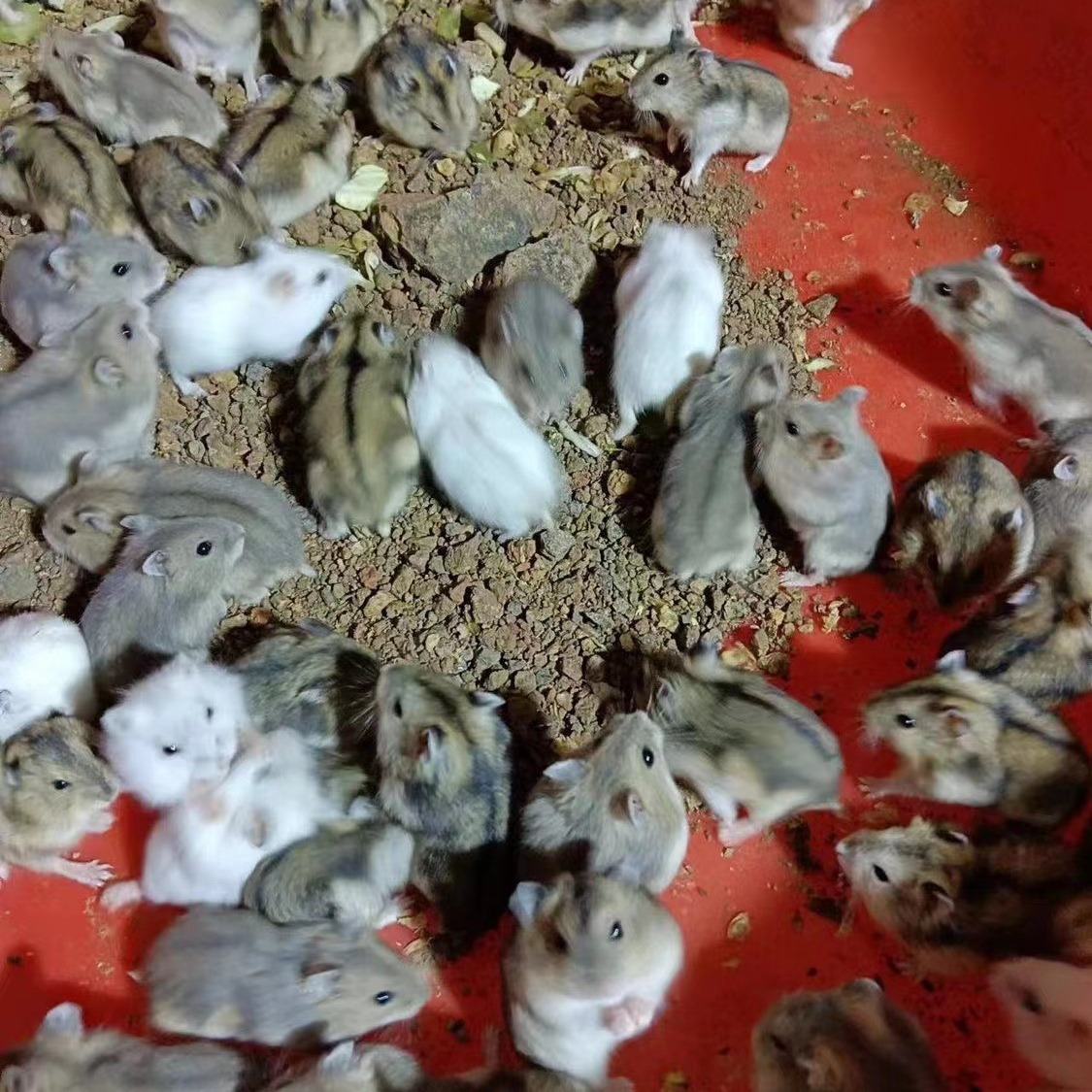 Hamster Wholesale Stall Set Ring Live Three-Line Purple Warehouse Pudding Silver Fox Parents-In-Law Milk Tea Small Hamster Wholesa