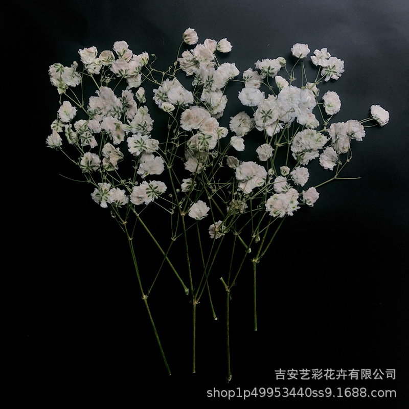 Gypsophila Dried Flower Embossed Wholesale DIY Photo Frame Glue Bookmark Embossed Flower Decoration with Branch Side Embossed Dried Flower Specimen