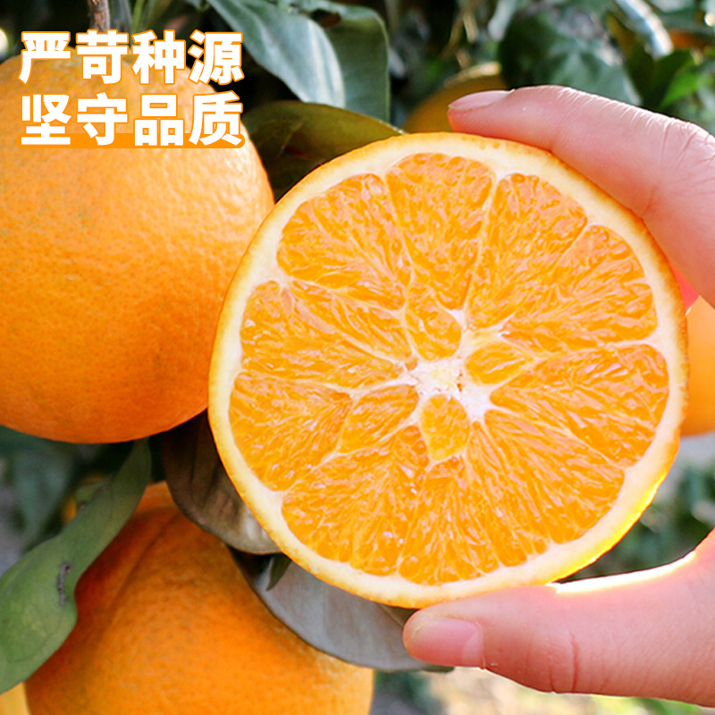Authentic Jiangxi Gannan Navel Oranges Fresh Oranges 10kg Hand-Peeled Gift Box Ganzhou Seasonal Sweet Oranges Fruit for Pregnant Women Free Shipping