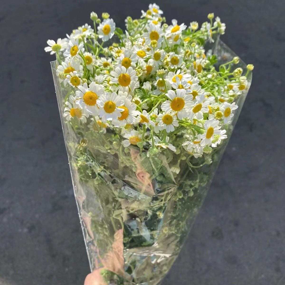 Yunnan Base Chamomile Water-Cultivated Flowers Wholesale Fresh Cut Flowers Indoor Flower Shop Wedding Bouquets and Holiday Bouquets