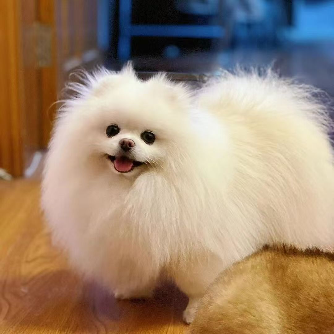 Щенки померанского шпца на продажу, маленькие собаки, которые не вырастут, щенки в чашке, домашние собаки, игрушечные собаки