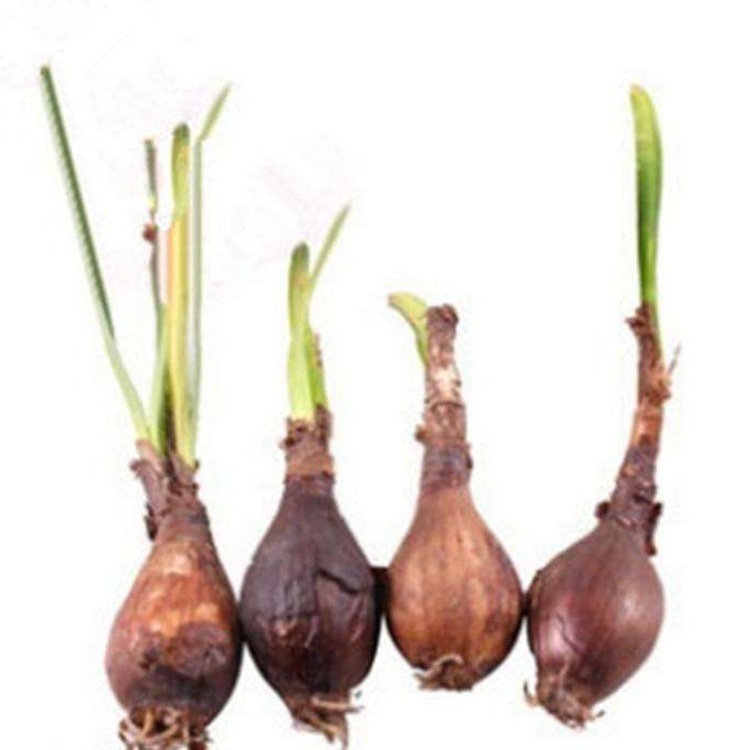 Lycoris radiata other shore flower seed ball Manzhu Shahua seed safflower exchange brocade stone garlic seed ball potted balcony courtyard bud Lycoris radiata