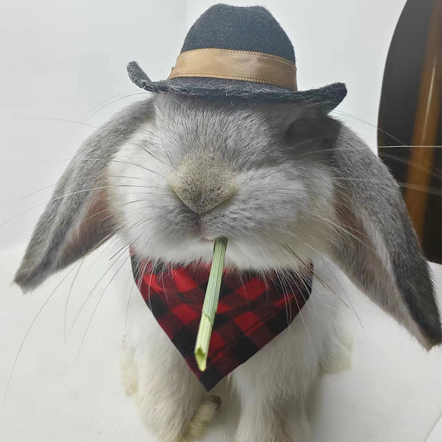 Pet Rabbit, Guinea Pig, Guinea Pig, Chinchilla, Hedgehog Hat, Small Hat, Cowboy Hat, Saliva Towel, Triangle Towel Transformation