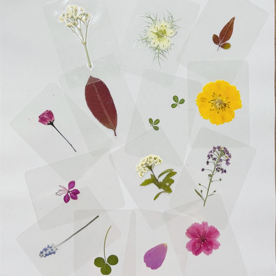 Leaf Plant Specimen Card Plastic Real Leaf Sticker Kindergarten Know Leaves Dried Flowers Student Leaf Vein Bookmark