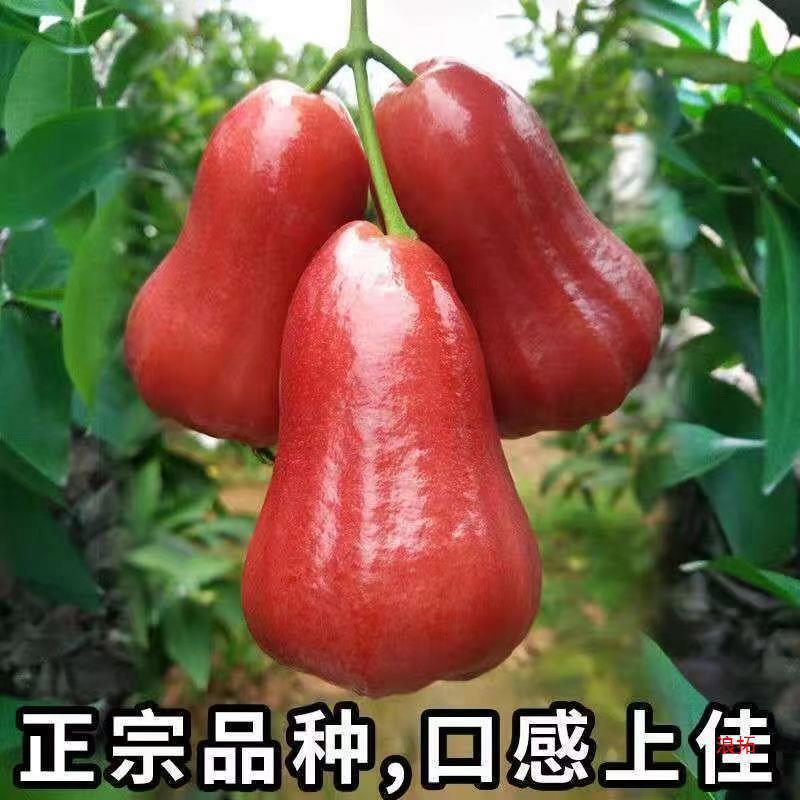 Lotus Mist Hainan Black King Kong Fresh Fruit 2.5kg Tropical Fruit Pregnant Women Fruit Fairy Fruit 0.5kg Wholesale