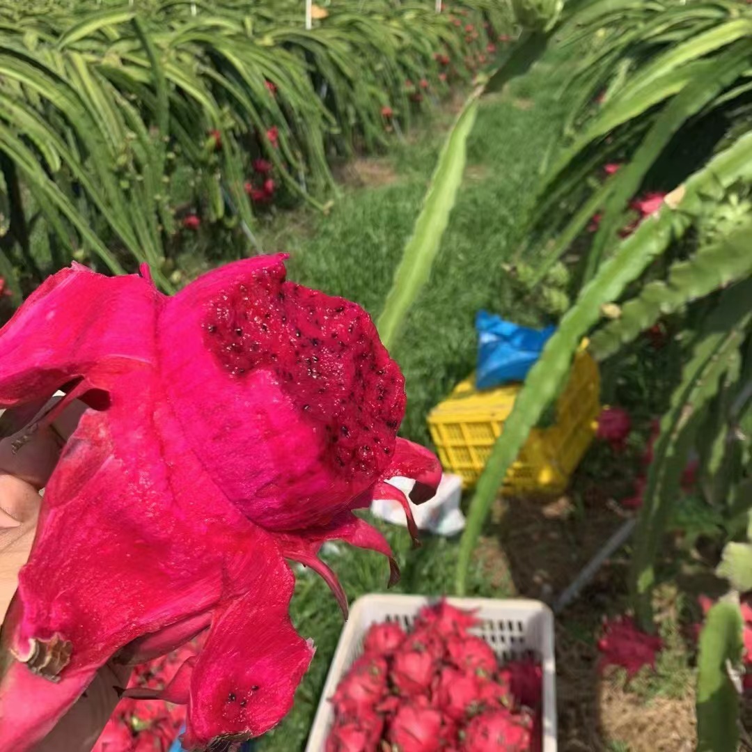 Jindu No. 1 Red Heart Pitaya 2.5kg Large Fruits Whole Box Red Flesh Fresh Fruit Free Shipping Wholesale Juicy