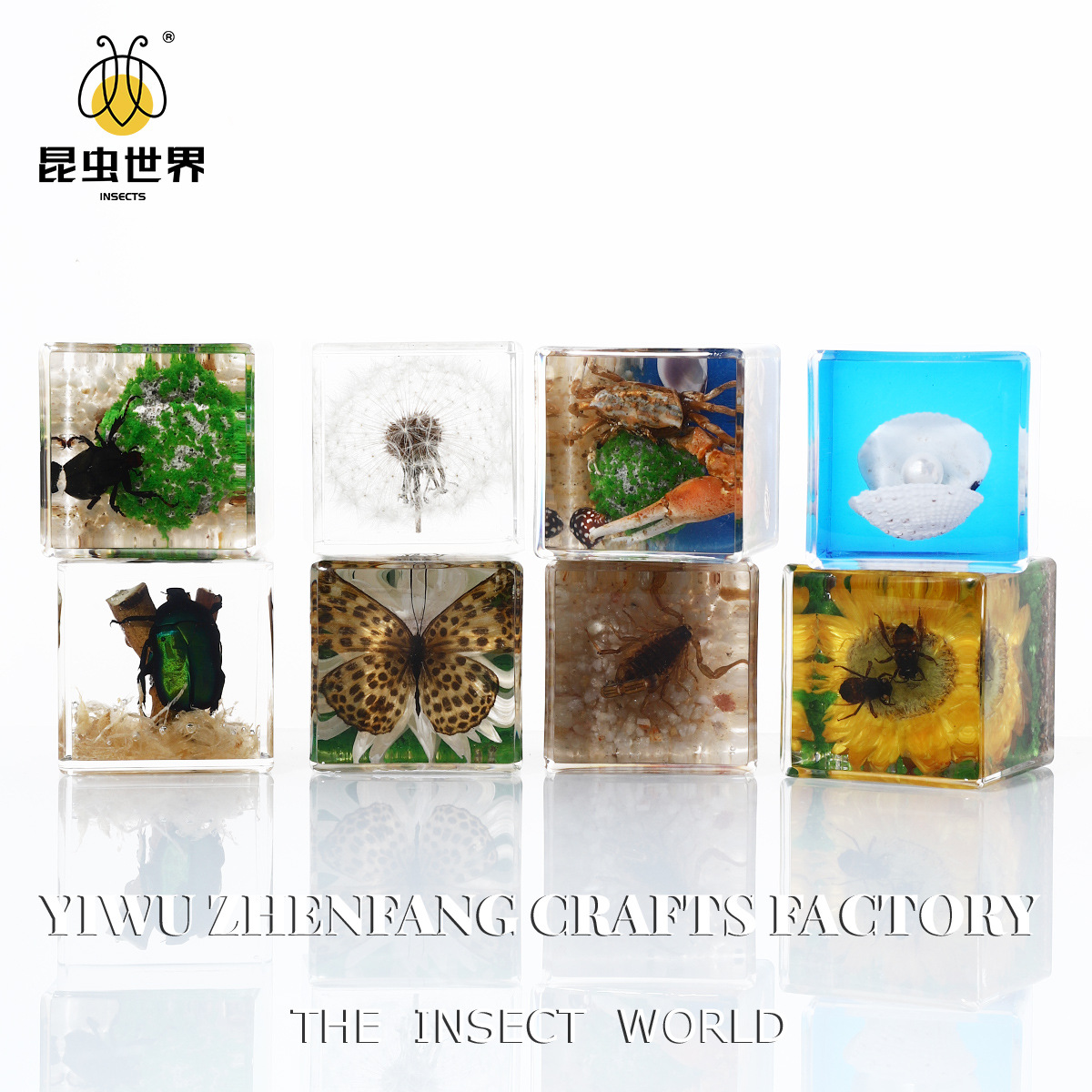 Amazon Cross-Border Foreign Trade Real Animal Specimens Unique Insect Ornaments Kindergarten Observation Objects Micro Landscape