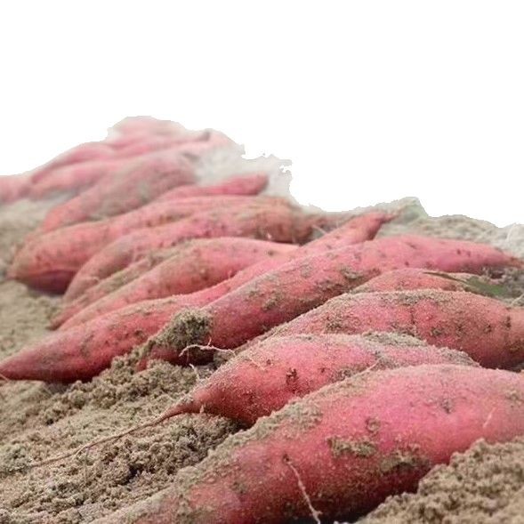 Pure Sweet Potato Puree, Sweet Potato Puree, French Fries, Bread, Pizza Toppings, Milk Tea, Desserts, Baking, Frozen Ingredients for Commercial Use