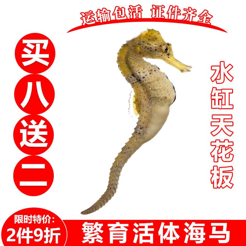 Easy to Raise Live Fish and Sea Horses, Colorful Ornamental Baby Sea Horses, Live Breeding of Sea Horse Seedlings