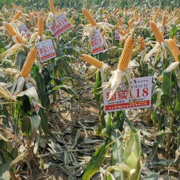 Xinshi 118 Corn Seeds Hybrid Corn Seeds Wholesale Common Agricultural Hybrid Seeds