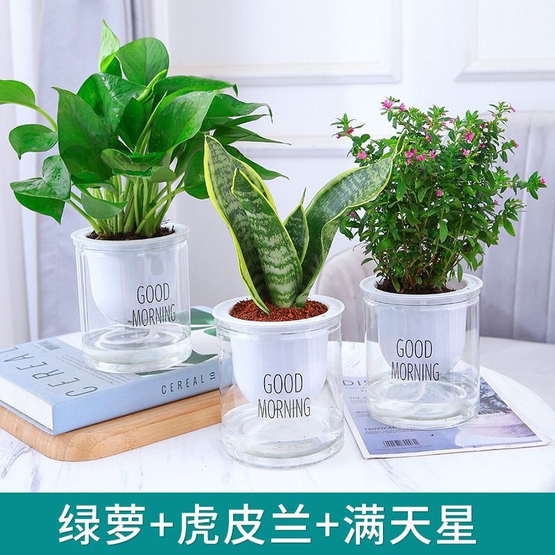 Green dill rich tree asparagus fleshy flower potted plant indoor mint rich bamboo hydroponic small green plant to feed well