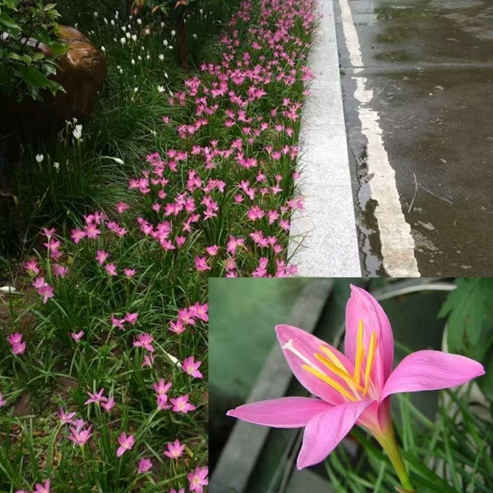 Wind and Rain Orchid Bulbs Bloom in All Seasons, Double-Petaled Leek Orchid Seedlings, Indoor and Outdoor Courtyard Flower Beds, Cold-Resistant Potted Plants