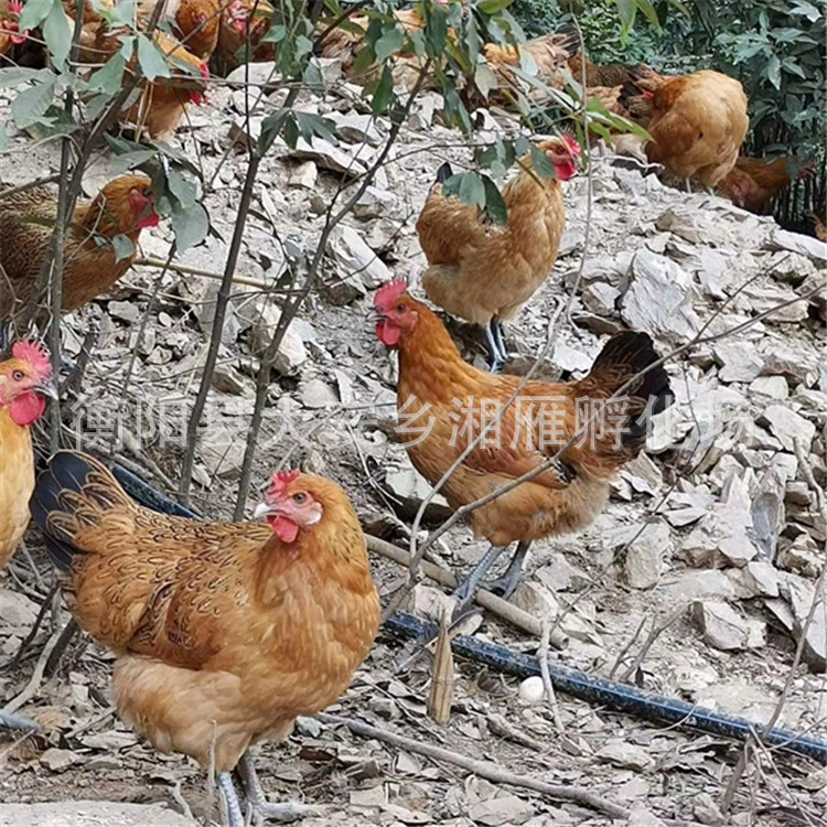 Wholesale Jute Feather Green-Footed Native Chicken Seedlings, Female Seedlings, Farm-Raised Free-Range Mountain Native Chicken Seedlings, Stupid Chicken Seedlings, Live Chicken Seedlings Out of the Shell