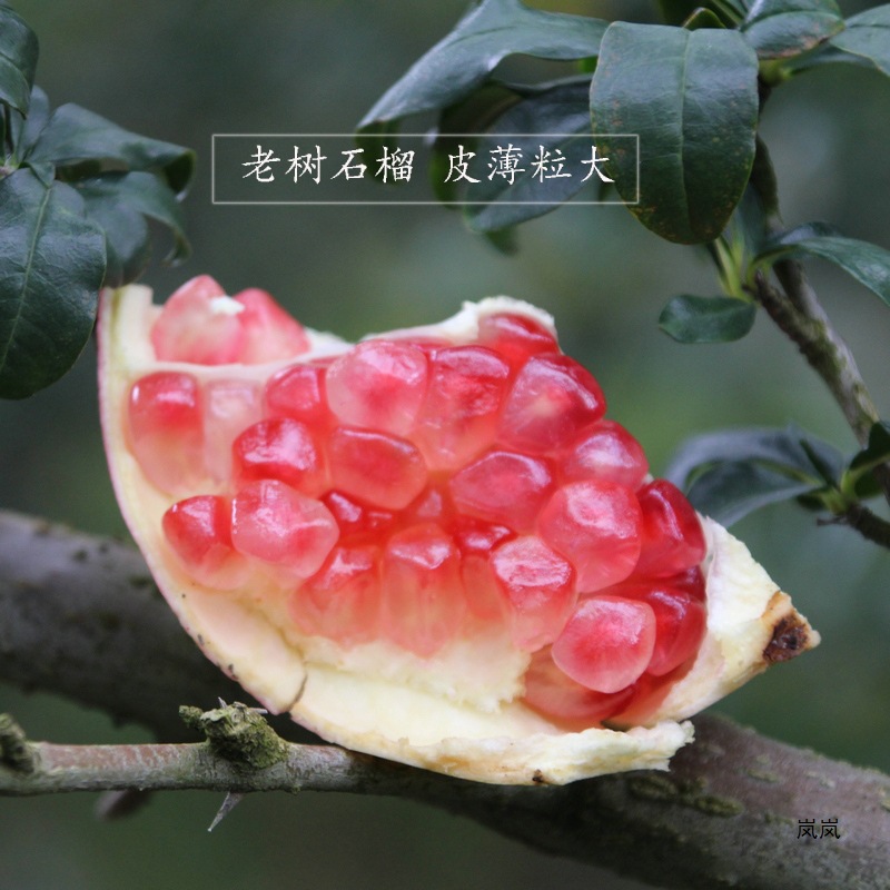 Yunnan Mengzi Sweet Pomegranate Freshly Picked, Thin-Skinned and Juicy, Old Tree, Guaranteed to Be Compensated for Bad Fruit, Net Weight 4.5kg Large Fruit