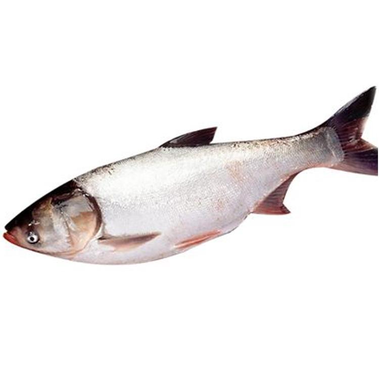 White Silver Carp Fry Freshwater Cultured Edible Live Cold Water Ornamental Silver Carp and Bighead Carp Jumping Silver Carp Fat Big Head Flower Silver Carp Fry Wholesale