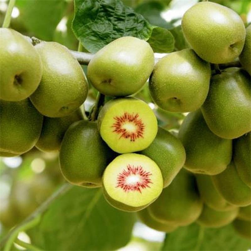 Sichuan Red Heart Kiwi Fresh Free Shipping Whole Box Seasonal Kiwi Fruit Dropshipping