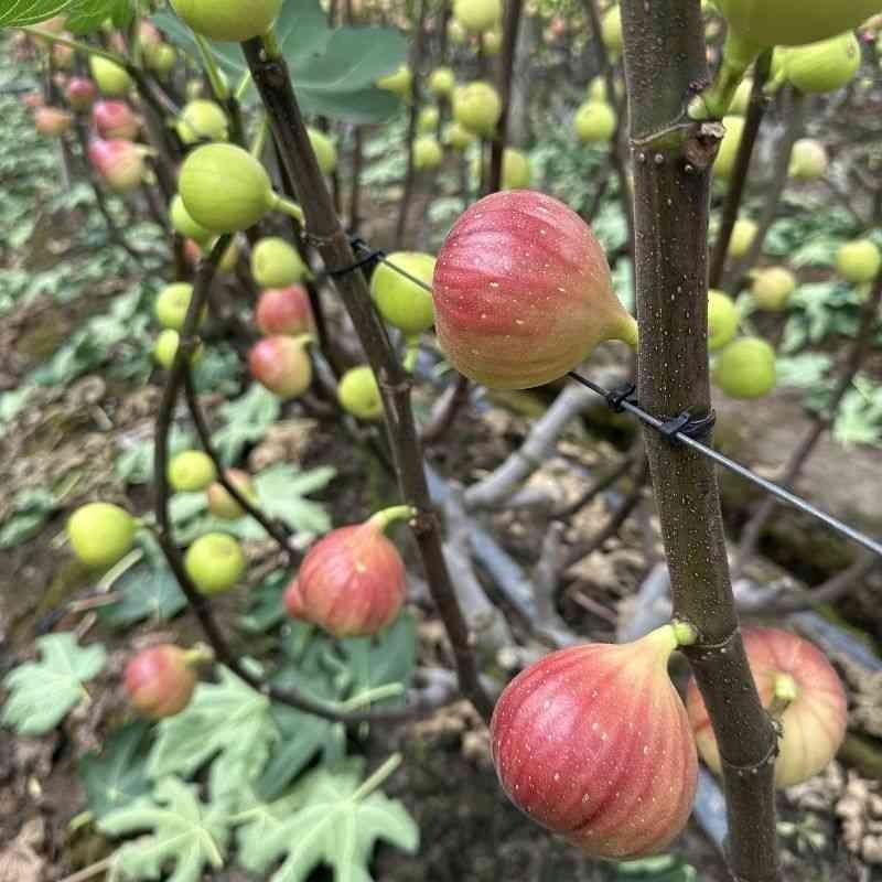 Sichuan Yunnan Fig Pokémon Red Whole Piece Free Shipping Fresh Fruit in Season Fig Dropshipping