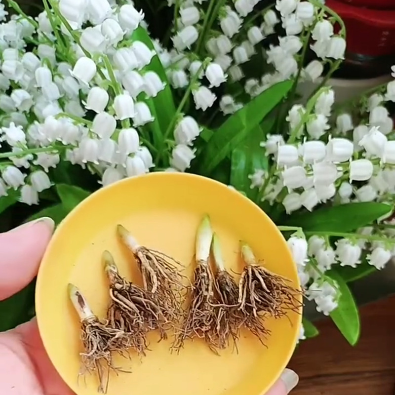 Саженцы ландыша с бутонами цветут круглый год. Луковицы ландыша имеют сильный аромат и являются многолетними цветами для балконов