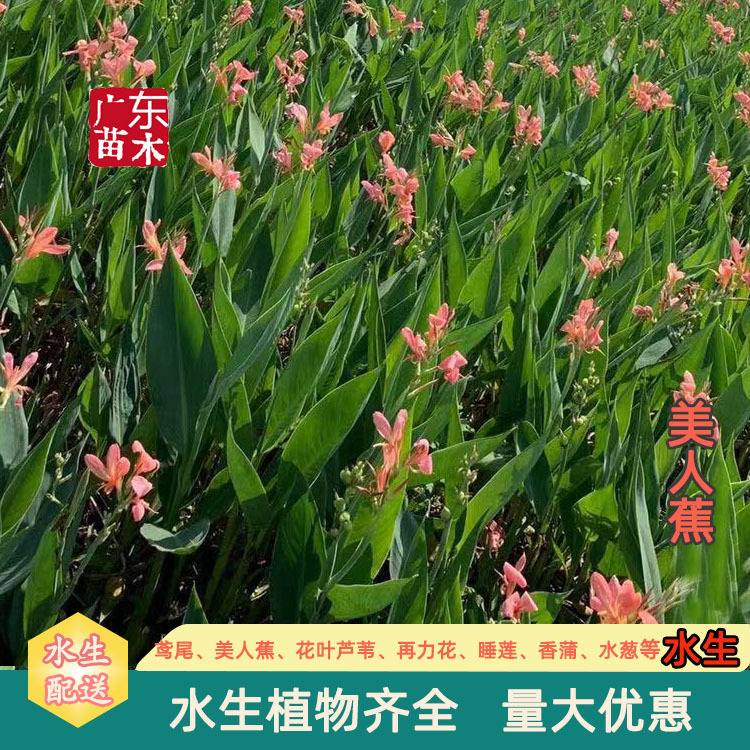 Саженцы канны для посадки в грунт, цена на саженцы канны с мозаикой и листьями, канна желтая и розовая