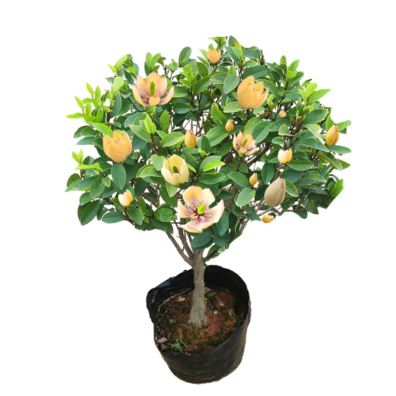 A generation of smiling flowers potted saplings courtyard balcony four seasons Luzhou-flavor indoor flowers with buds flower planting