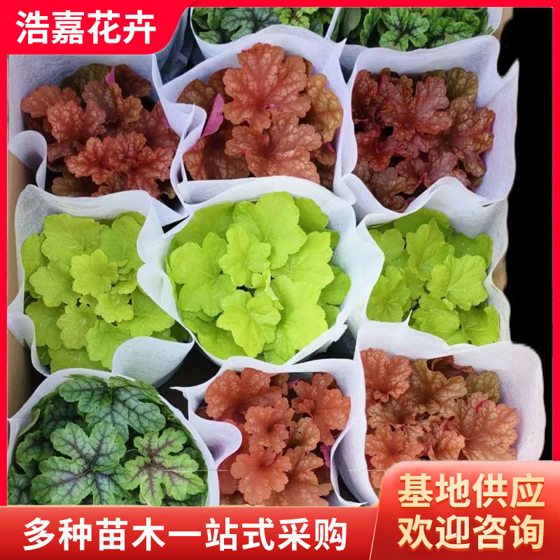 Multi-Color Green Leaf Alum Root Seedlings Potted Plants, Cold-Resistant and Cold-Resistant Potted Plants, Easy to Grow Indoor Foliage Flower Seedlings, Alum Root Seedlings