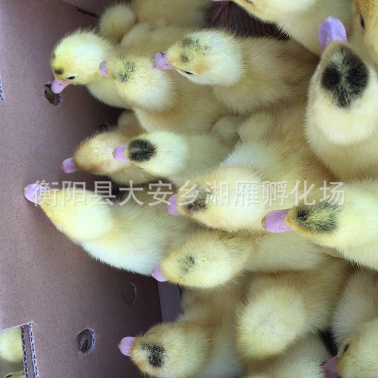 White Duck, White Braza Duck, White Feathered Sarcoma, Goose, Shelduck, Egg, Shelduck, Teal Duck, Live Duck, Duckling