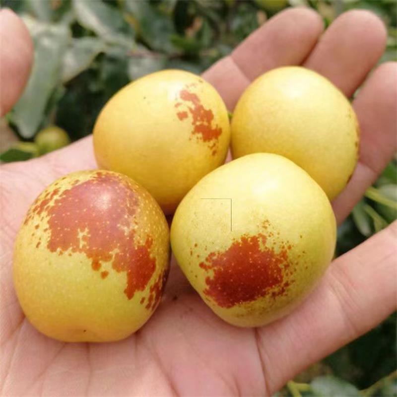Shaanxi Dali Winter Jujube, Seasonal Fresh Jujube, Whole Piece Free Shipping, Direct Delivery from the Place of Origin, Fresh Winter Jujube, One Piece Drop Shipping
