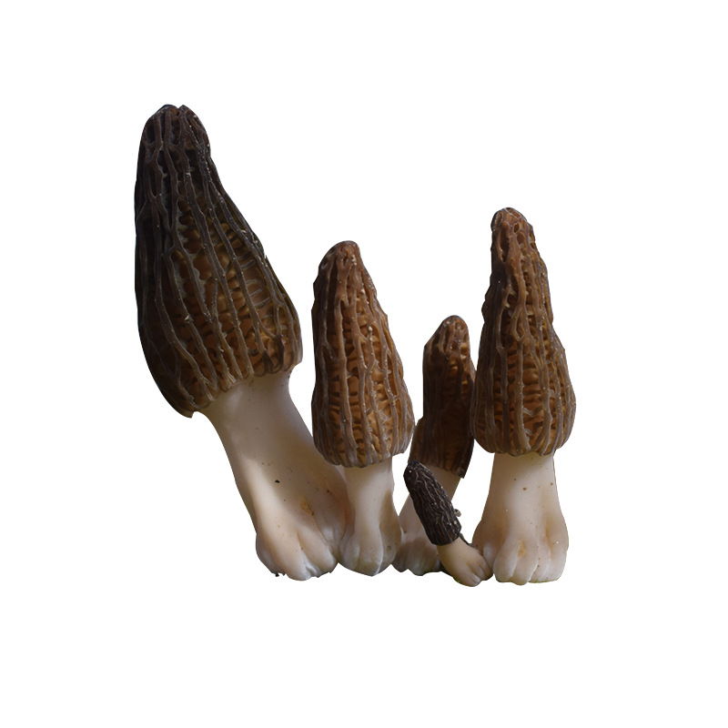 Morel Mushroom Seeds, Morel Mushroom Spawn, Easy to Grow, in Stock Wholesale, Quality Assurance, Premium Self-Grown