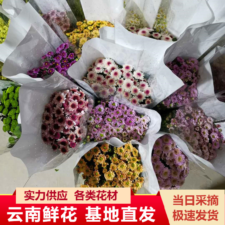 Оптовая продажа мелких ромашек из Куньминга, свежие цветы для магазинов