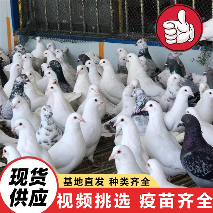 For Sale: Large White-Feathered Meat Pigeons, American Floor-Standing King Pigeons, Shandong Jinan Large Meat Pigeon Breeding Base
