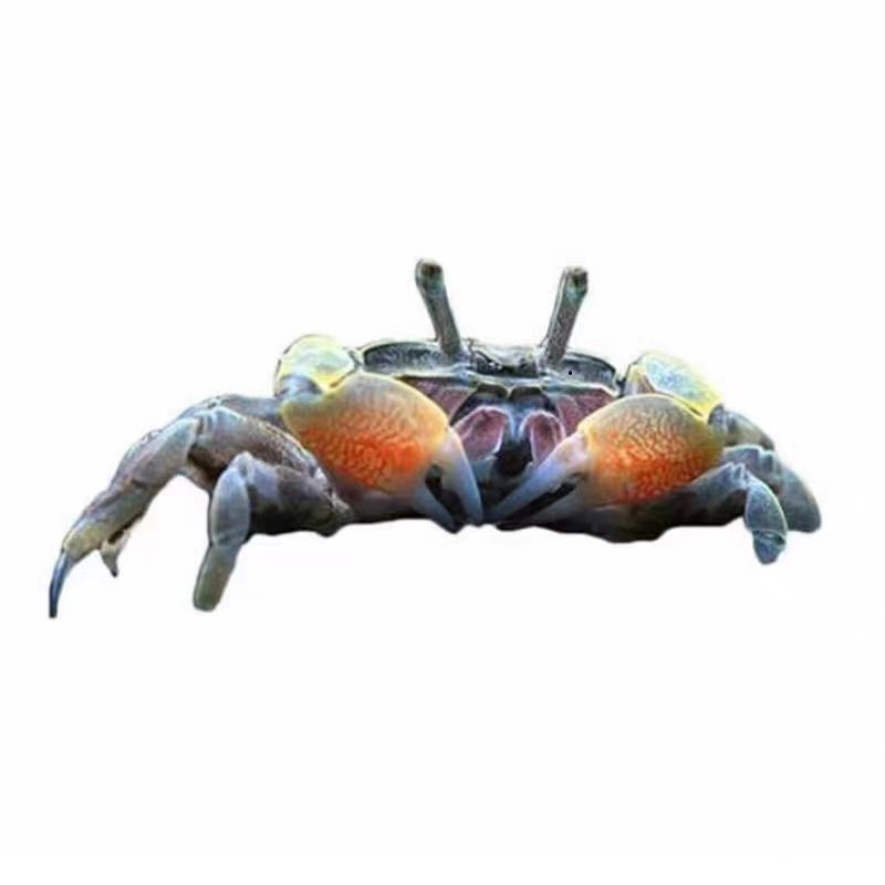 Pepper Crab Phase Keeping Crab Mini Pepper Crab Small Crab Living Pet Crab Ornamental Crab Red Crab Phase Hand Crab Wholesale