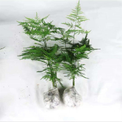 Asparagus Potted Green Plants Flower Bonsai Plants Indoor Living Room Hydroponic Pine Cloud Bamboo Asparagus Large Seedlings Evergreen All Year Round