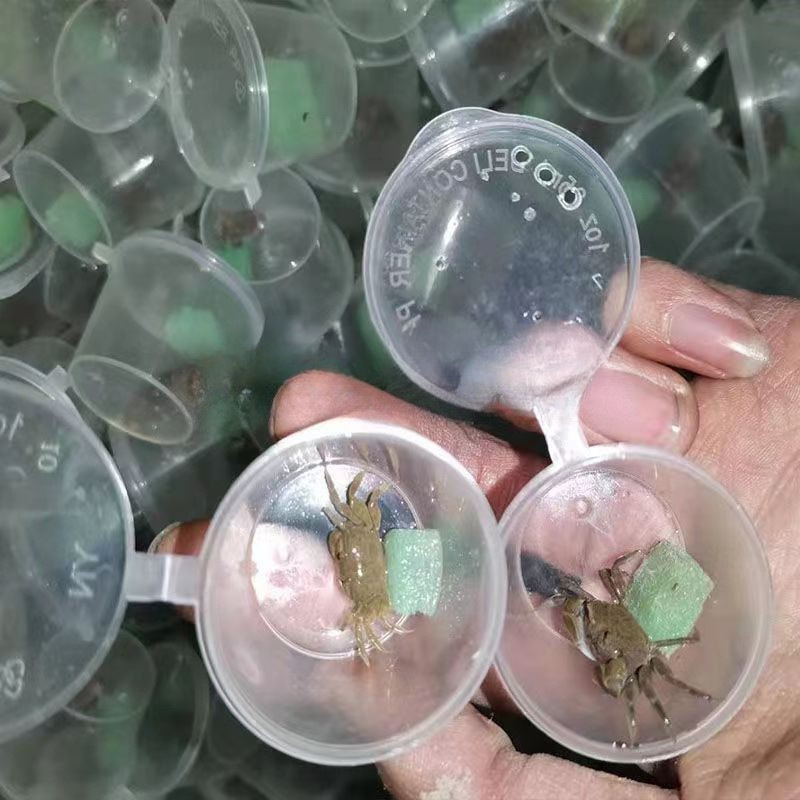 Mini Chili Crab Pet Small Crab Ornamental Crab Hand Crab Freshwater Crab Mini Crab Live *