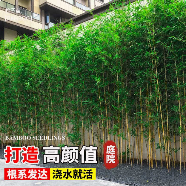 Bamboo Seedlings Courtyard Four-Season Cold-Resistant Plant Ornamental Large Bamboo Potted Purple Bamboo Seedlings Golden Bamboo Luohan Bamboo Green Plants