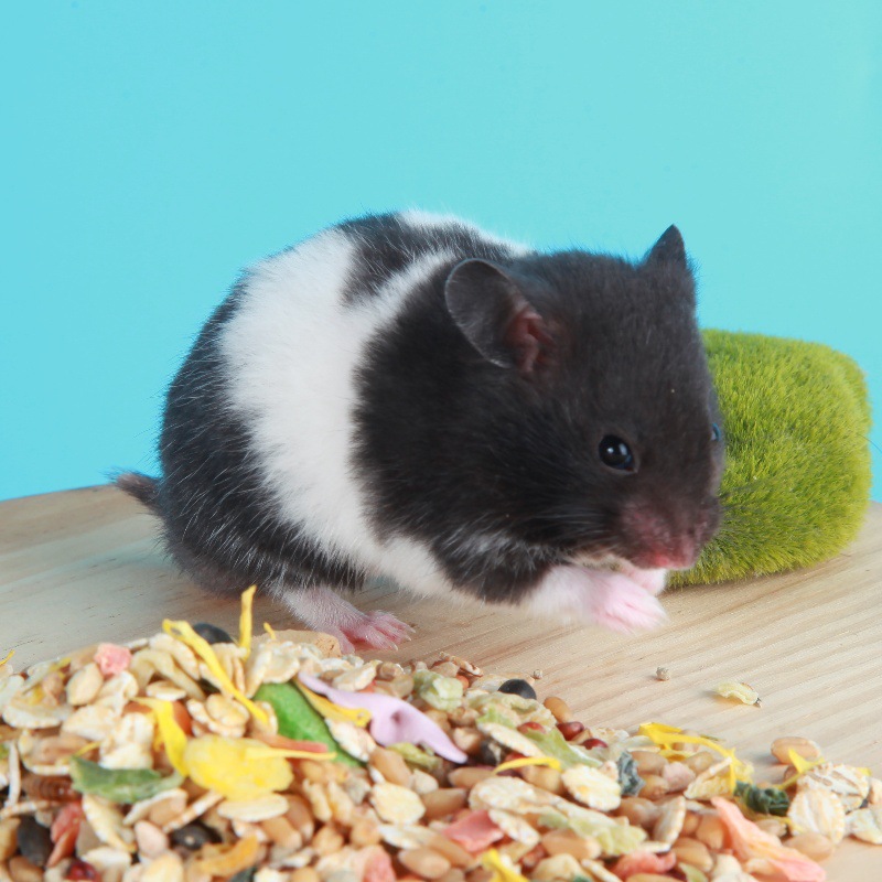 Jiangsu Wholesale Small Hamster Three-line Pudding Purple Warehouse Silver Fox Golden Bear Live Rare Long-haired Bear Transport Farm