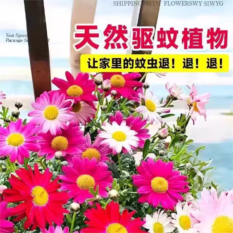 Mothballs Seeds, Mosquito Repellent Grass, Insect Repellent Chrysanthemum Mixed Color Flower Seeds, Original Four-Season Vegetable and Flower Seeds