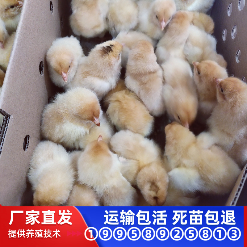 Три желтых петуха, мелкие виды, желтые из Хунани, однодневные, дешевые живые животные, однодневные желтые цыплята