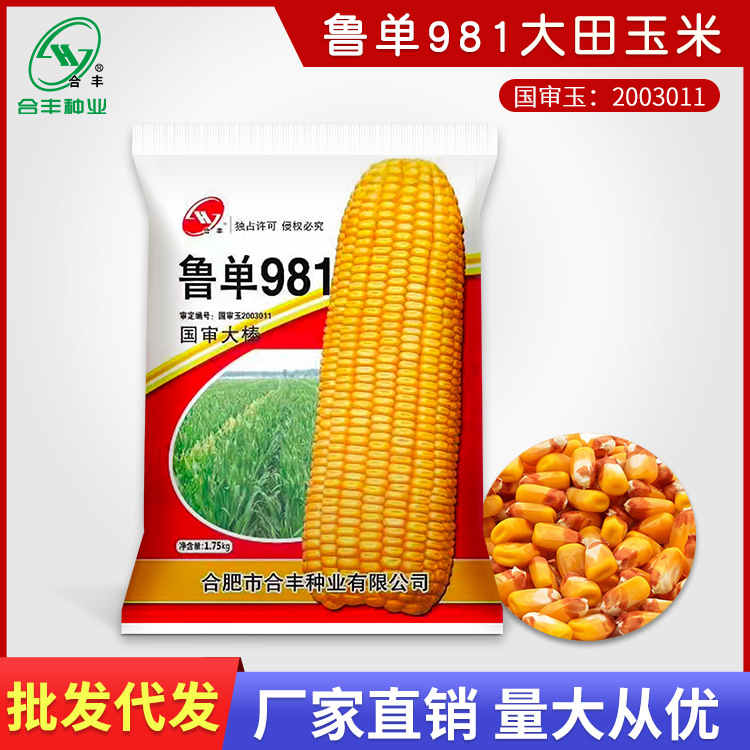 Лудан 981 семена кукурузы полевой гибридный корм кукурузный початок старая кукуруза оптовая упаковка