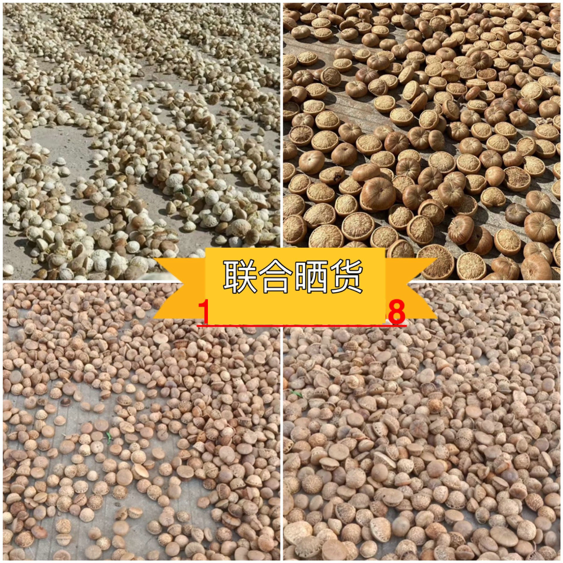 Guangxi Origin Straight Hair Fengliu Fruit Wholesale Fengliu Fruit Wine Ingredients New Goods on the Market and Large Supply Throughout the Year