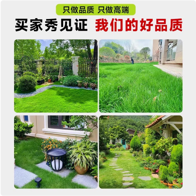 Lawn Grass Seeds, Evergreen Slope Protection, Bermudagrass, Courtyard Carpet Grass Seeds, Greening Manila Rye Turf