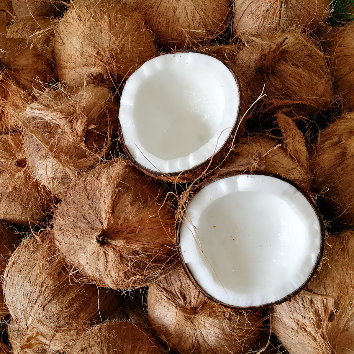 Hainan Fruit Old Coconut Extra Large Fruit Starting from 1.0kg Per Piece Coconut Green Coconut Treasure Thick Flesh Wholesale