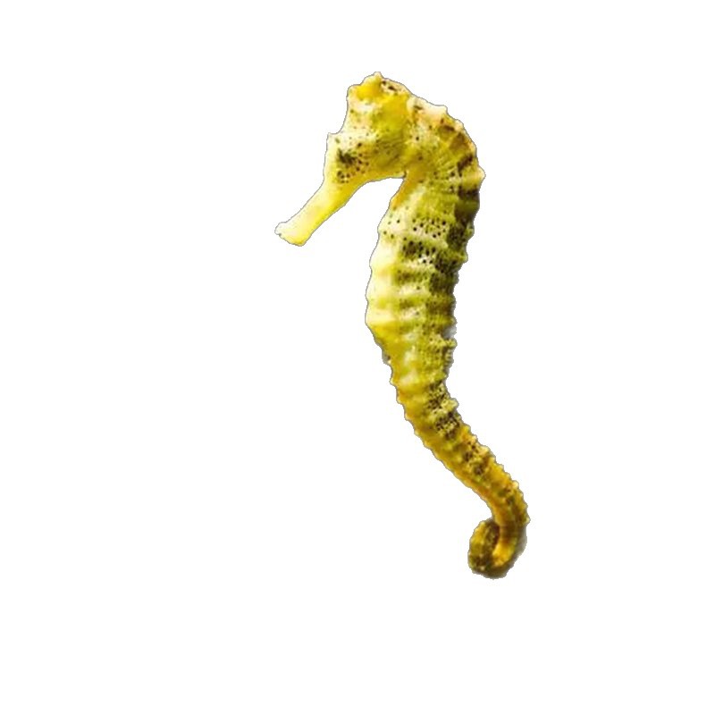 Easy to Raise Live Fish and Sea Horses, Colorful Ornamental Baby Sea Horses, Live Breeding of Sea Horse Seedlings