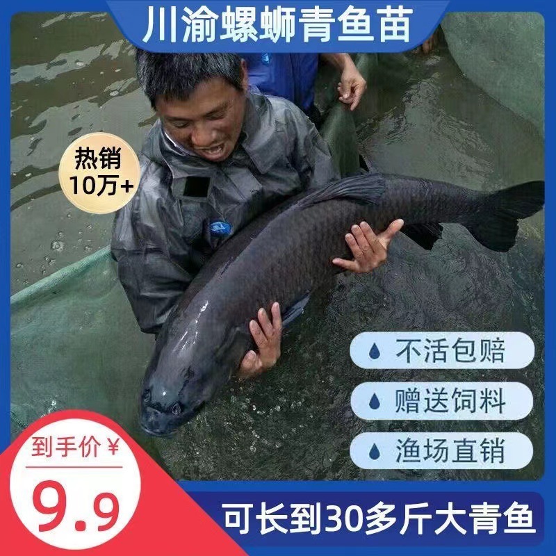 Large Herring Fry, Extra Large Snail Herring, Half a Pound of Black Anhui Fry, Grass Carp Fry, 20cm Freshwater Cultured Crucian Carp