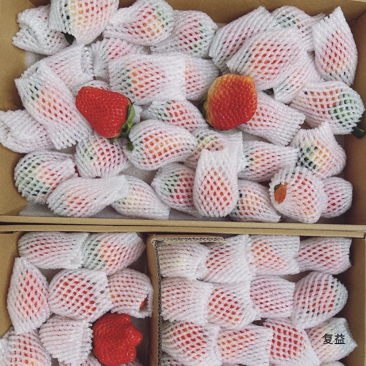 Fruit Strawberry Fresh Milk Strawberry Sweet Strawberry Large Strawberry Non-Dandong Pregnant Women Strawberry Whole Box Commercial