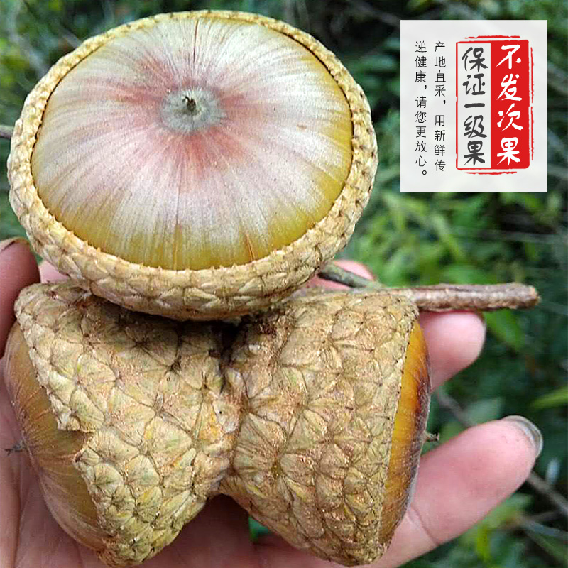 Freshly Picked Wild Guava Fruit from Guangxi, Guava Fruit with Thick Scales, 500g for Soaking in Wine