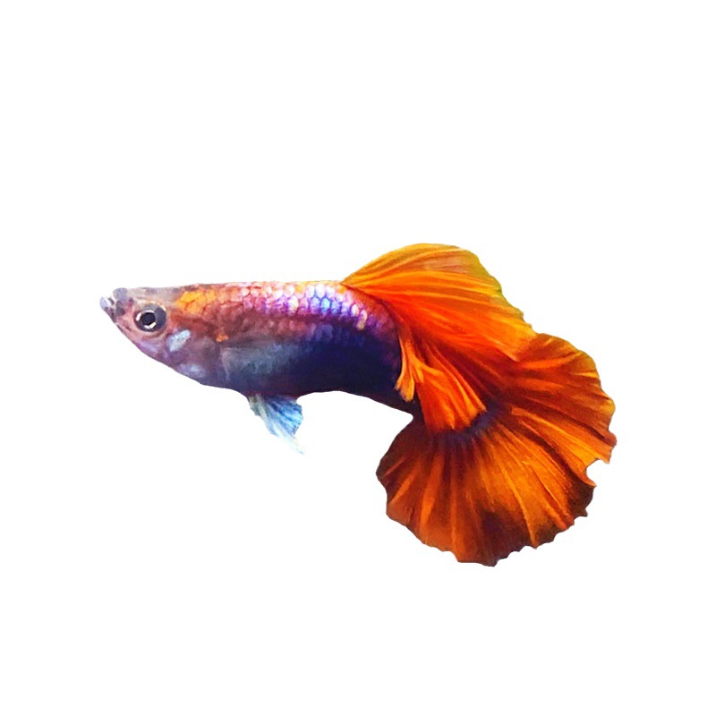 Tropical Fish Small Living Ornamental Fish Guppy Anchovies Brazil Red Fan Big Ear Lace Full Red Vivo Fish