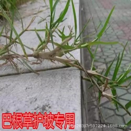 Dog Tooth Grass Seeds, Lawn Grass Seeds, Shelled and Shelled Bermuda Seeds, Greening Slope Protection, Bagan Grass Seeds