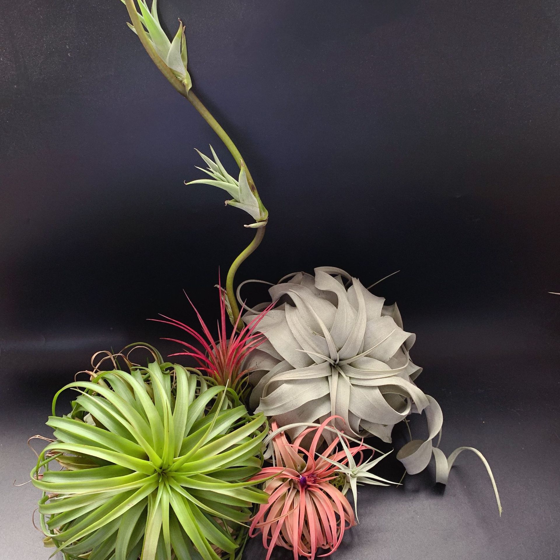 Беколи T.Brachycaulos, новичковый садоводческий сорт с ярким цветом волос, воздухопроницаемое растение ананаса, безземельное