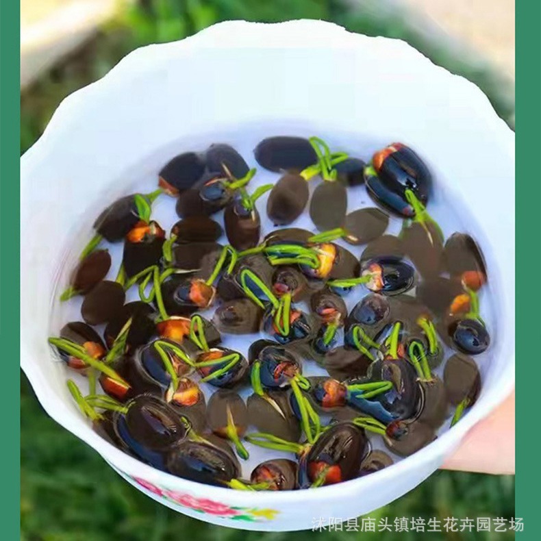 Lotus Seed Aquatic Bowl Lotus Seed Hydroponic Plant All Year Round Easy to Live Lotus Root Indoor Potted Green Plant Flower Water Lily